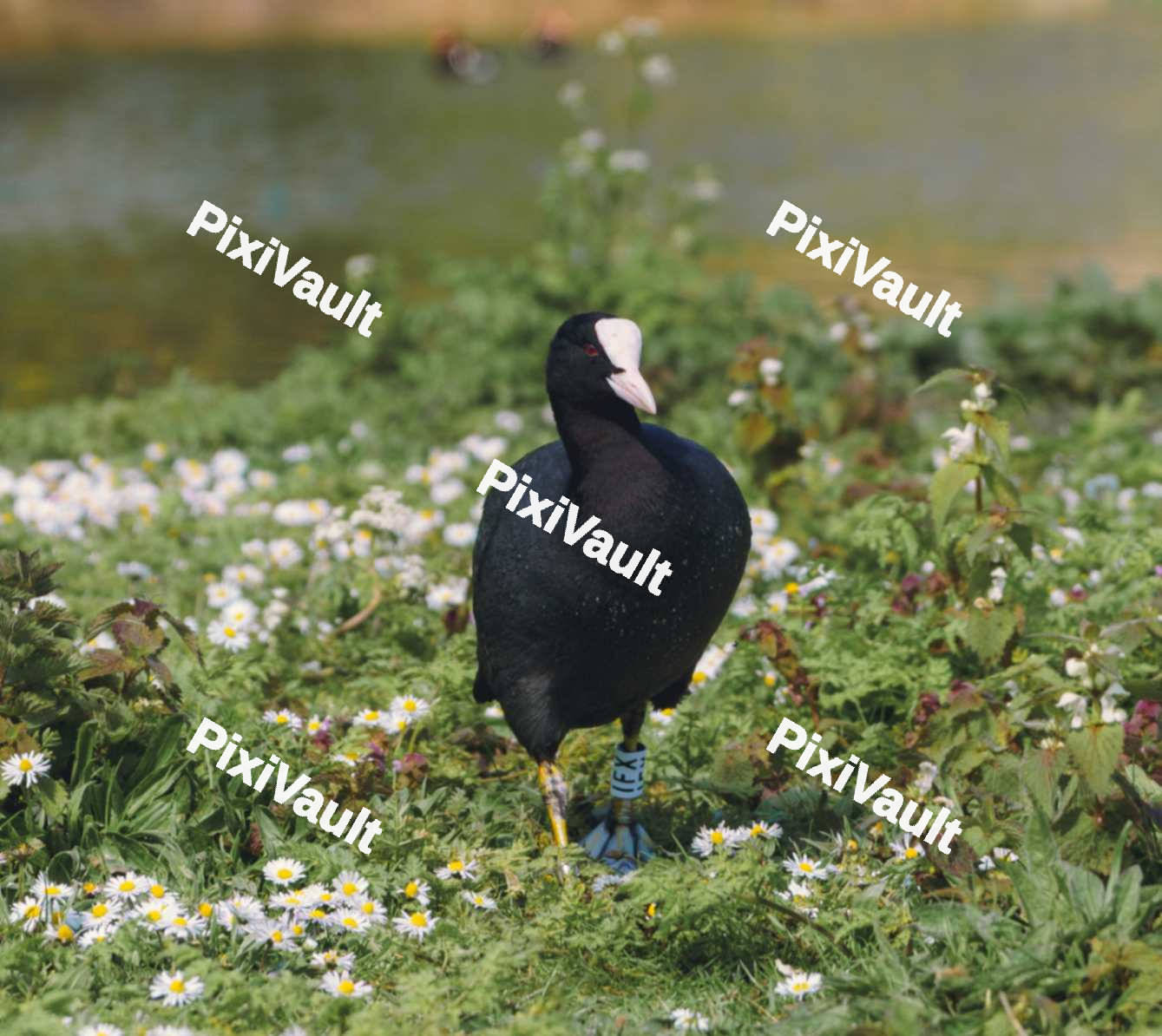 Eurasion Coot